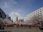 3．桜と共に歩んで―変わり行く街の、変わらないもの―