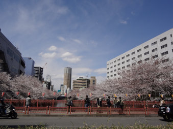 目黒川　桜[1].jpg